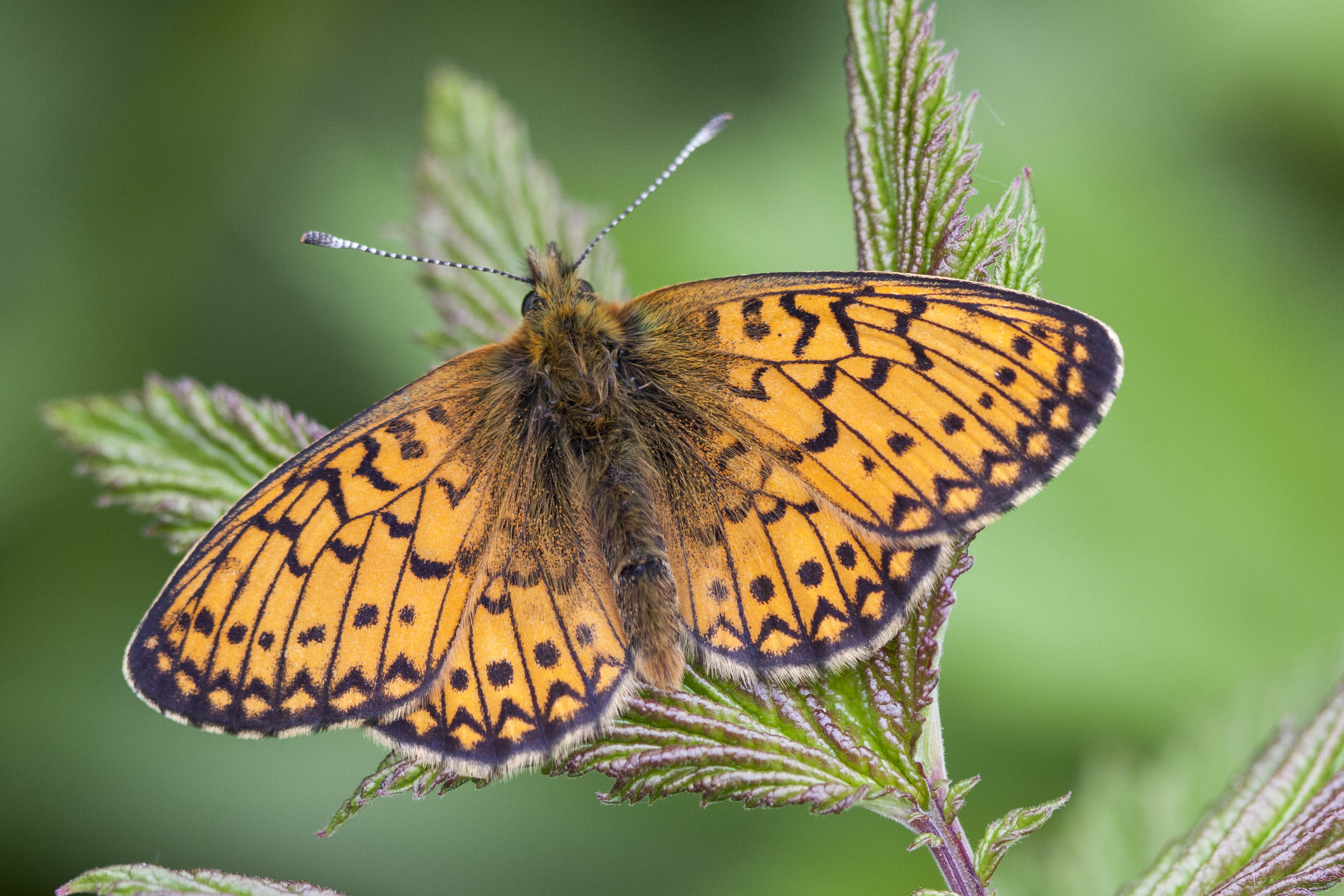 Ringoogparelmoervlinder  - Boloria eunomia