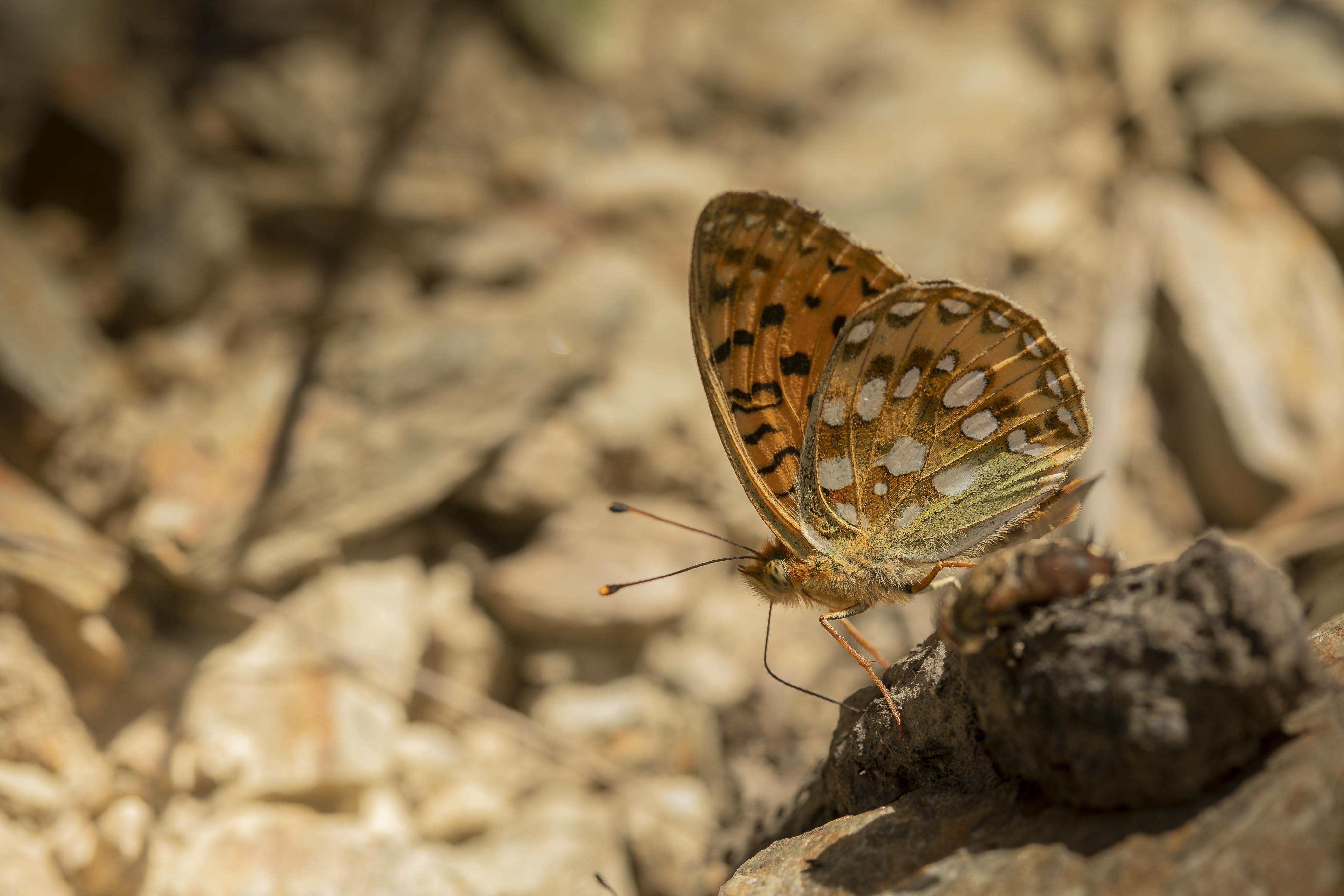 Grote parelmoervlinder  (Speyeria aglaja)