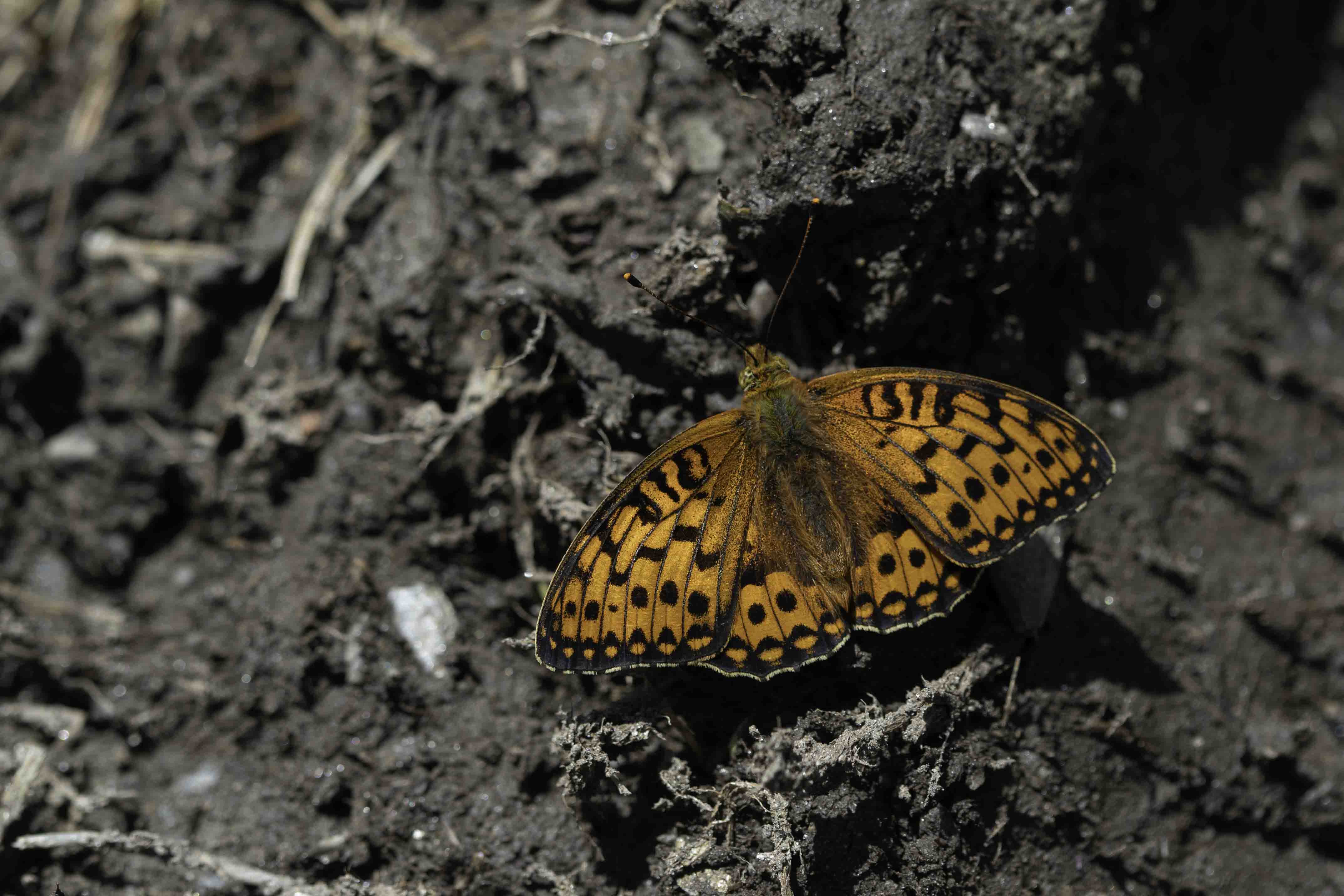 Grote parelmoervlinder  (Speyeria aglaja)