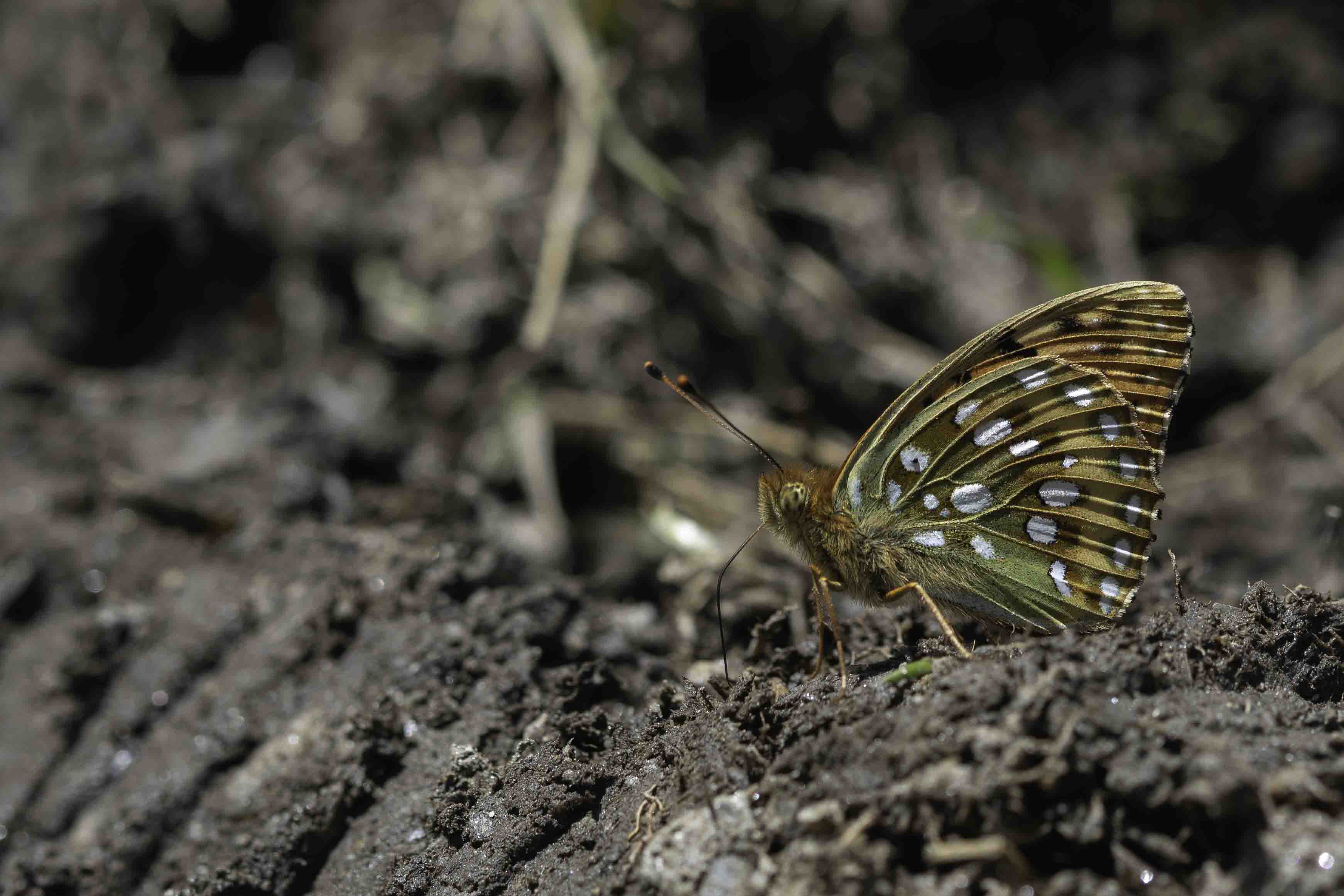 Grote parelmoervlinder  (Speyeria aglaja)