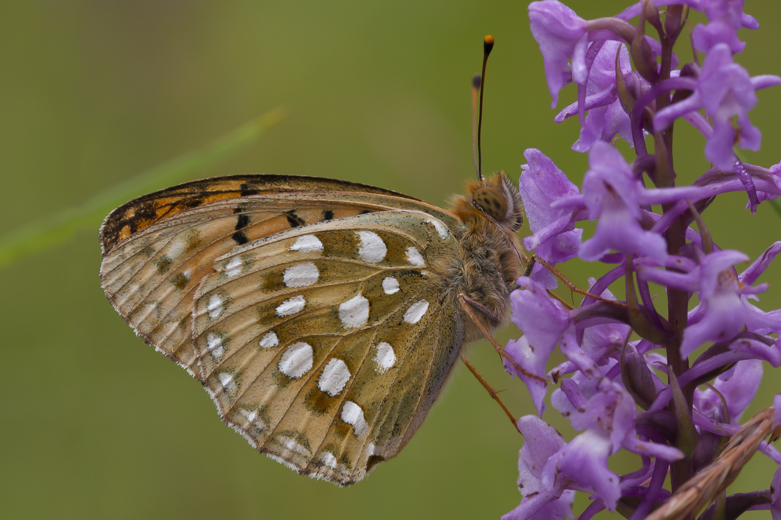 Dark green fritillary  - Speyeria aglaja