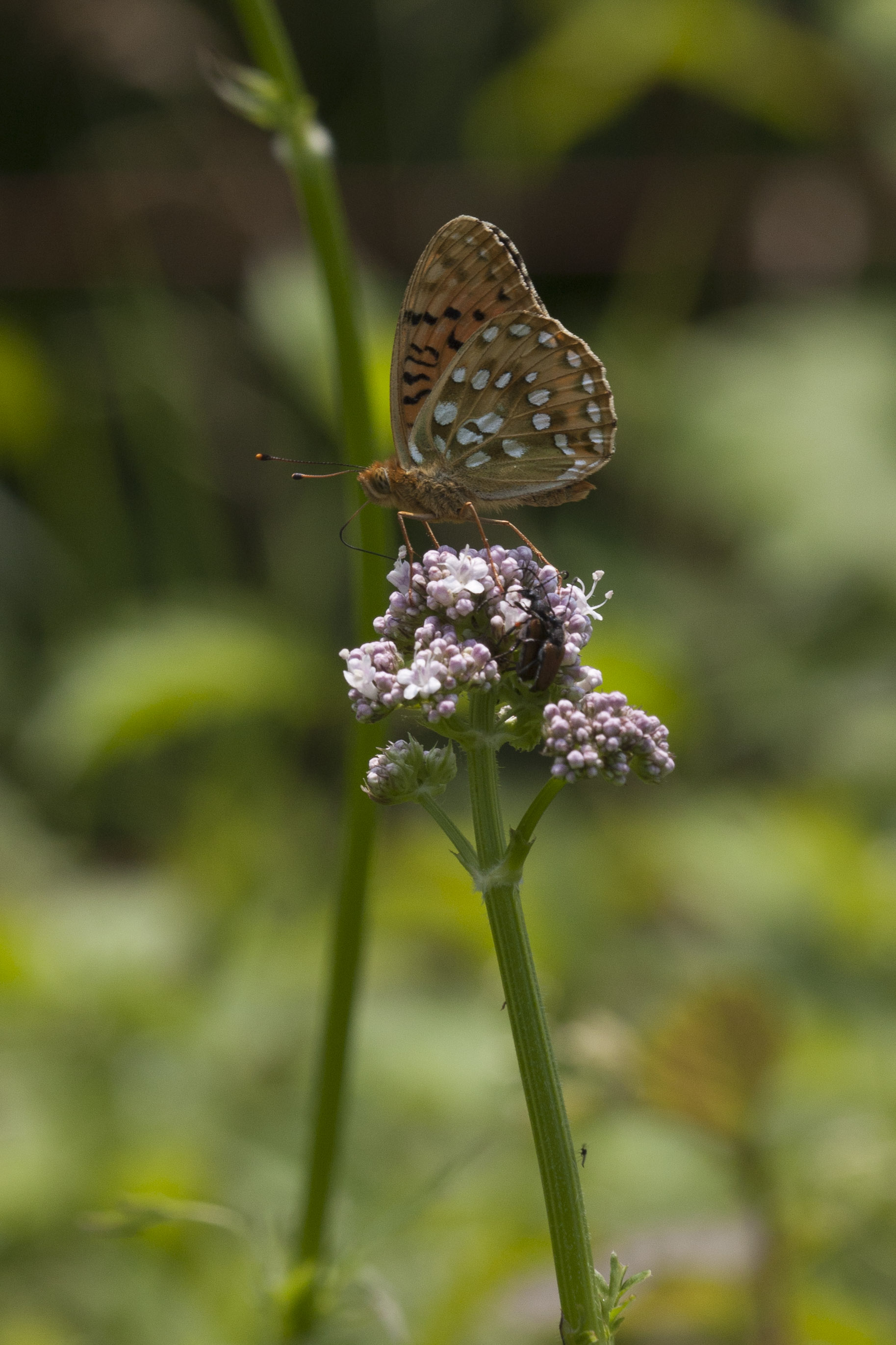 Dark green fritillary  - Speyeria aglaja