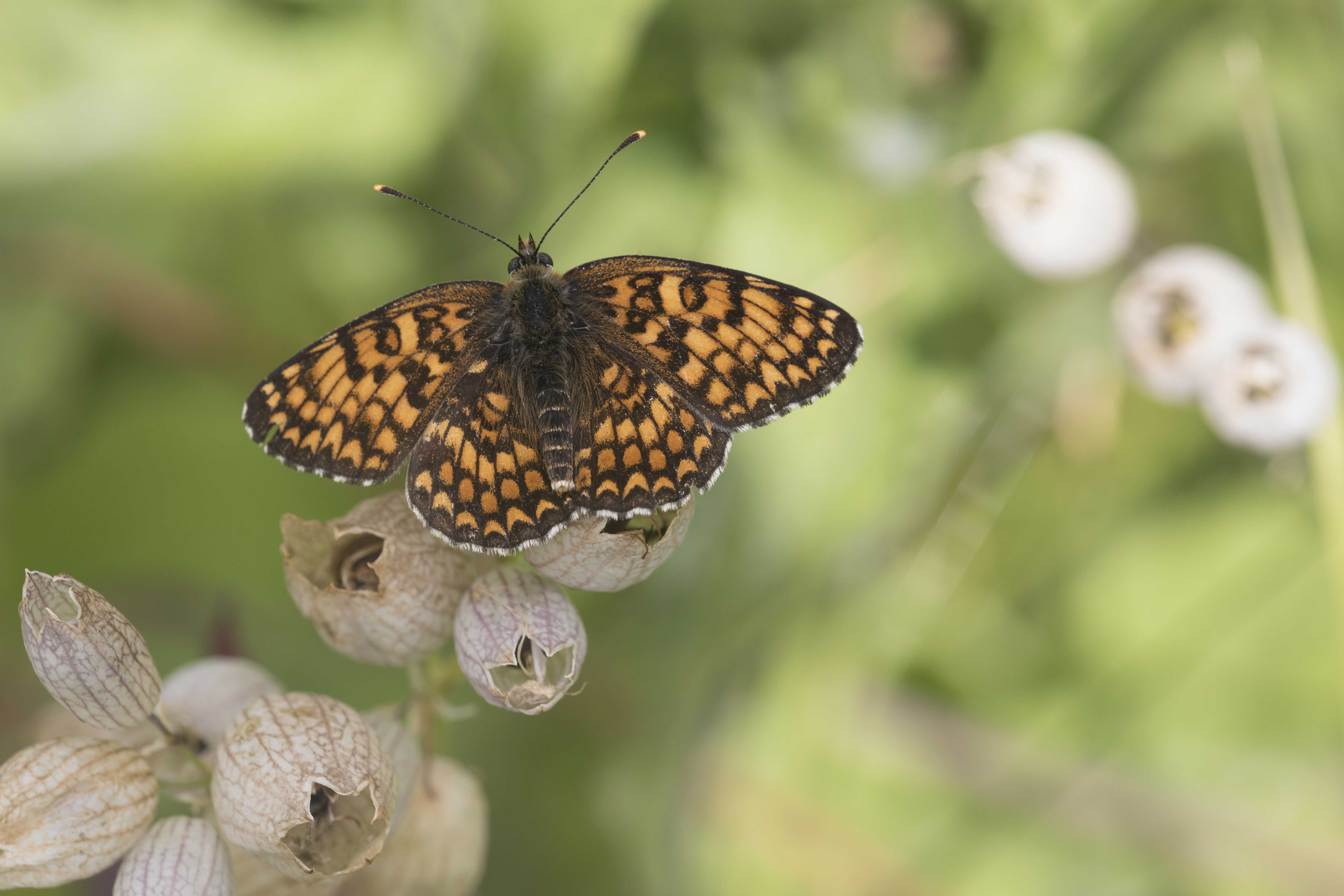 Knoopkruidparelmoervlinder  - Melitaea phoebe