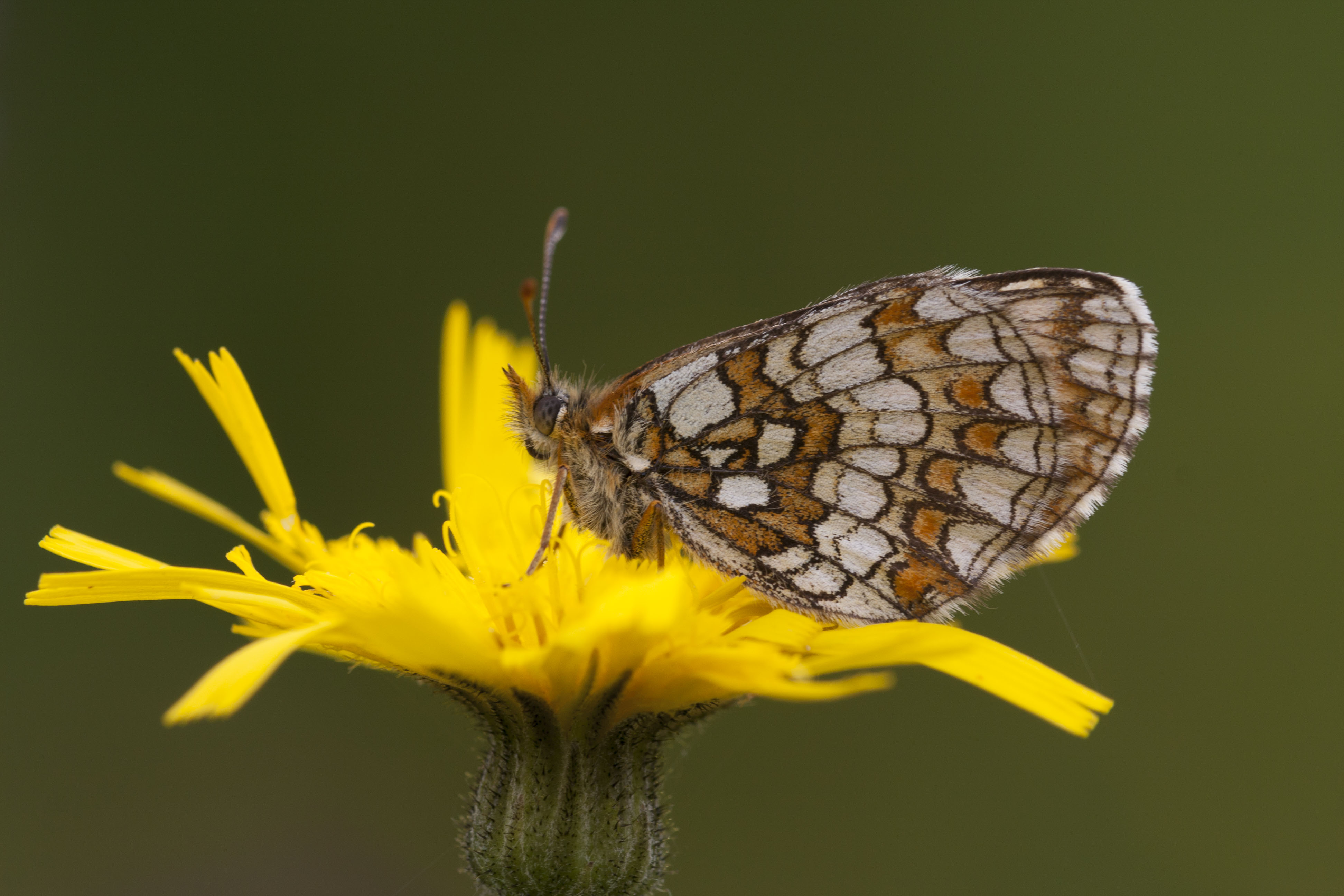 Nickerl's Fritillary  - Melitaea aurelia