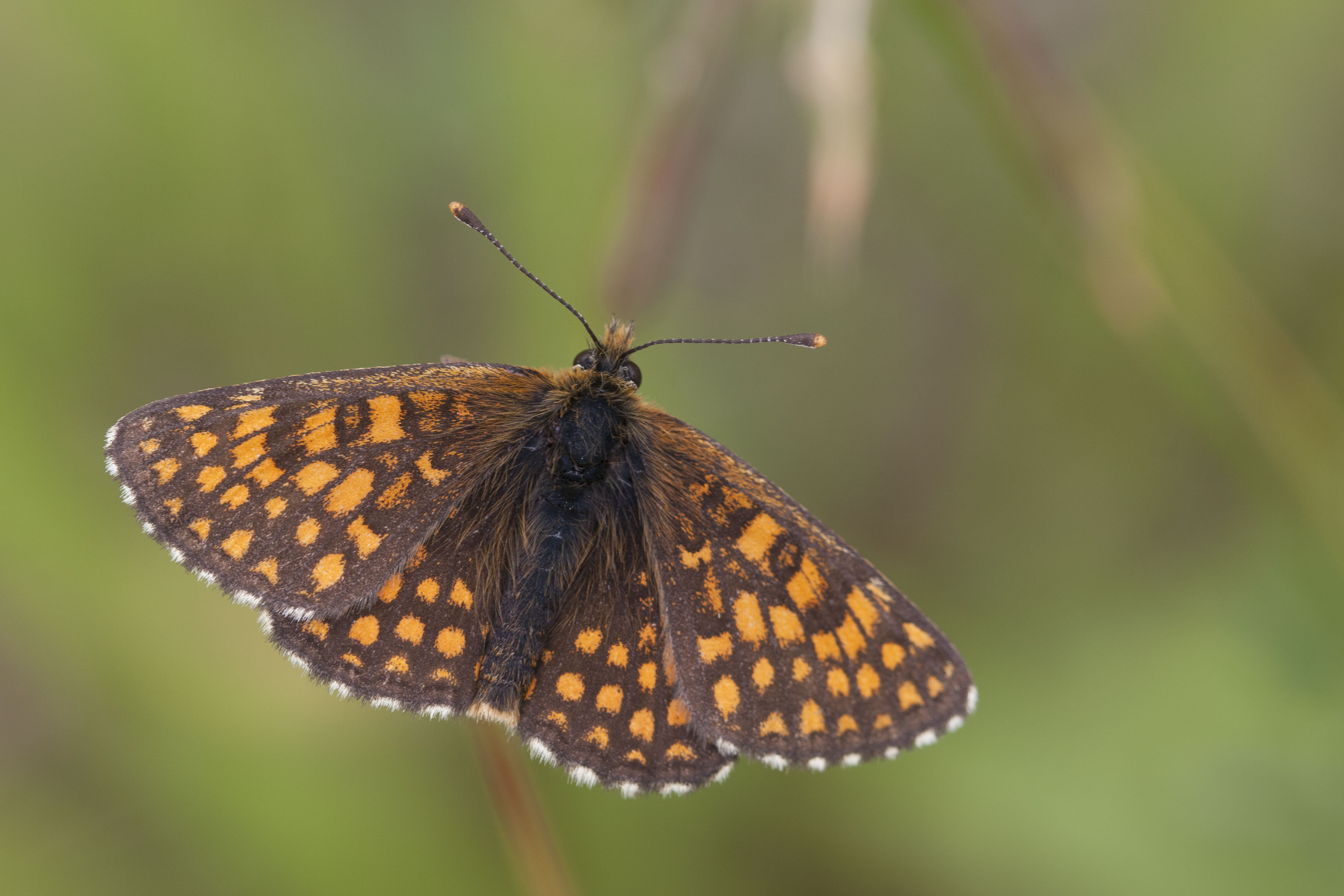 Steppeparelmoervlinder  - Melitaea aurelia