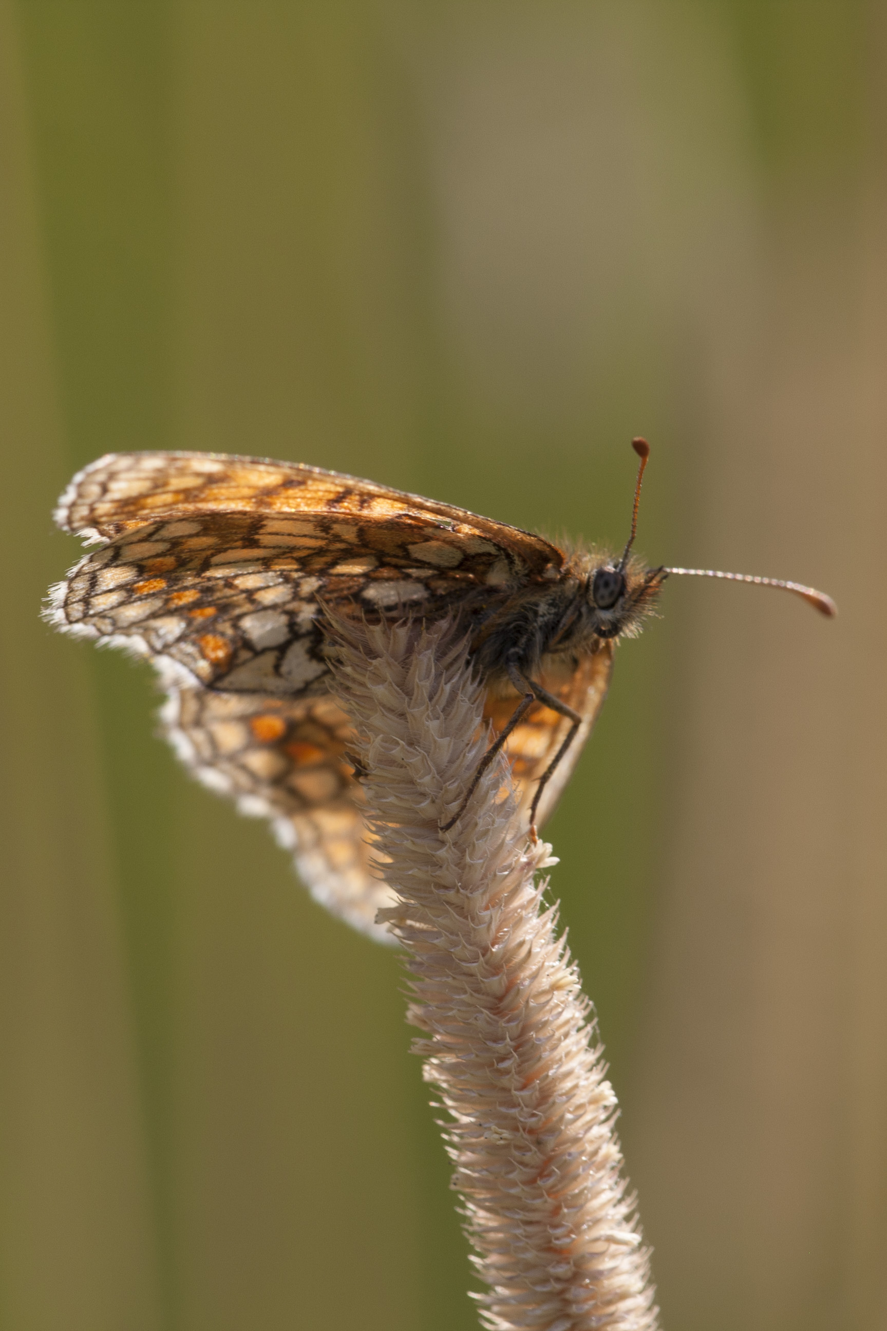 Nickerl's Fritillary  - Melitaea aurelia