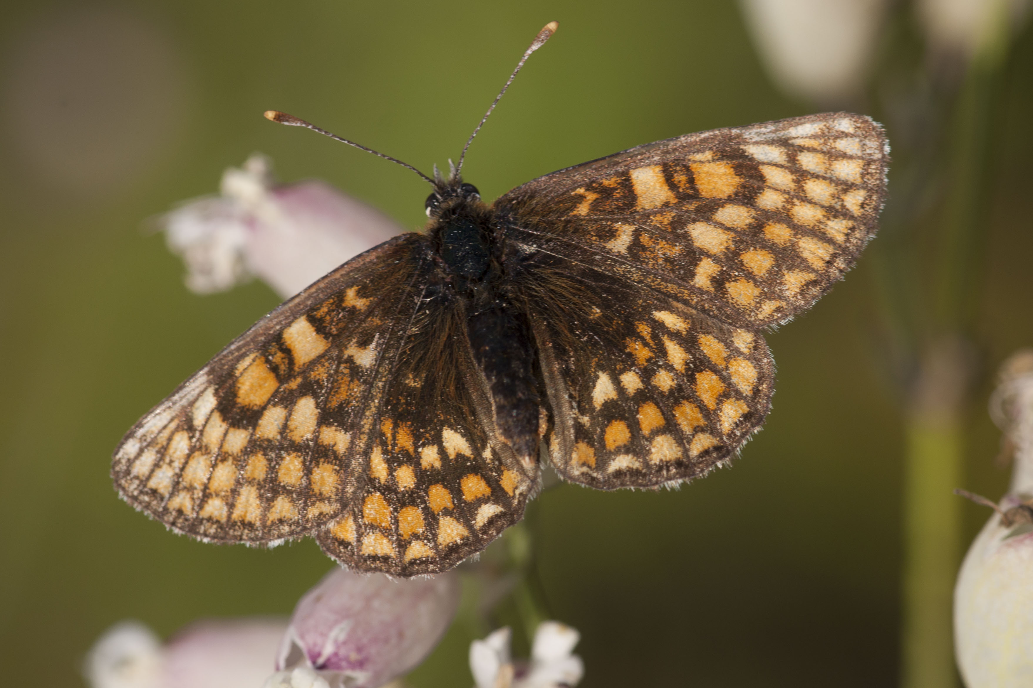 Steppeparelmoervlinder  - Melitaea aurelia