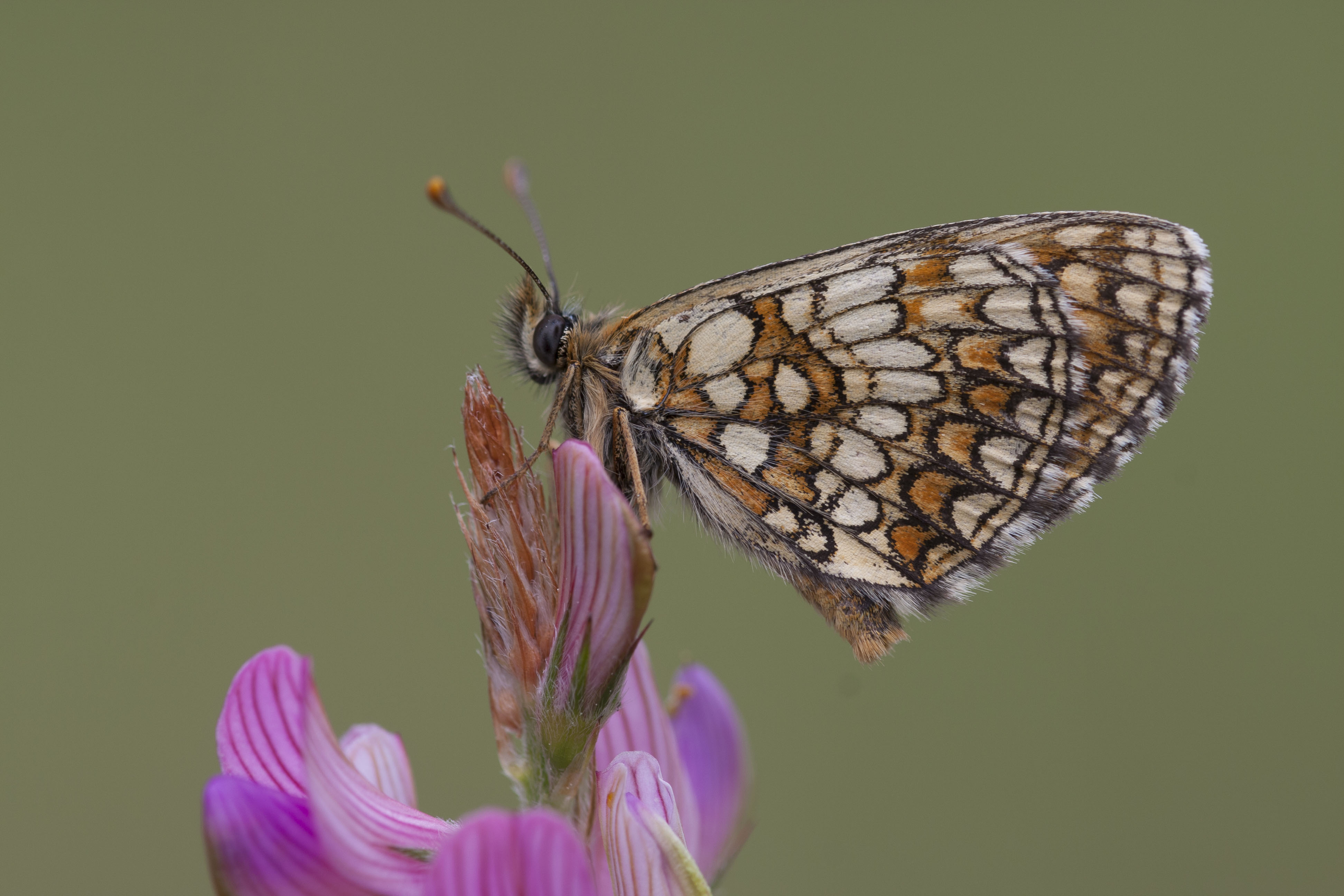 Steppeparelmoervlinder  - Melitaea aurelia