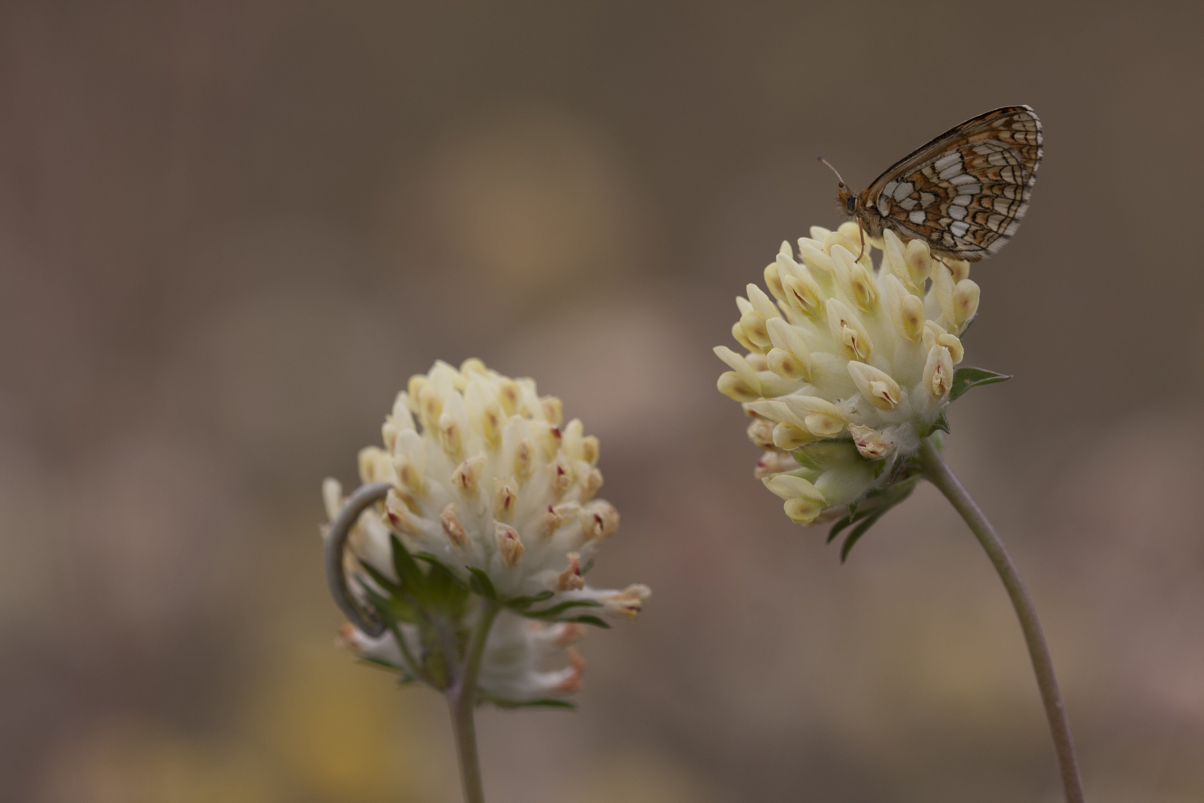 Nickerl's Fritillary  - Melitaea aurelia