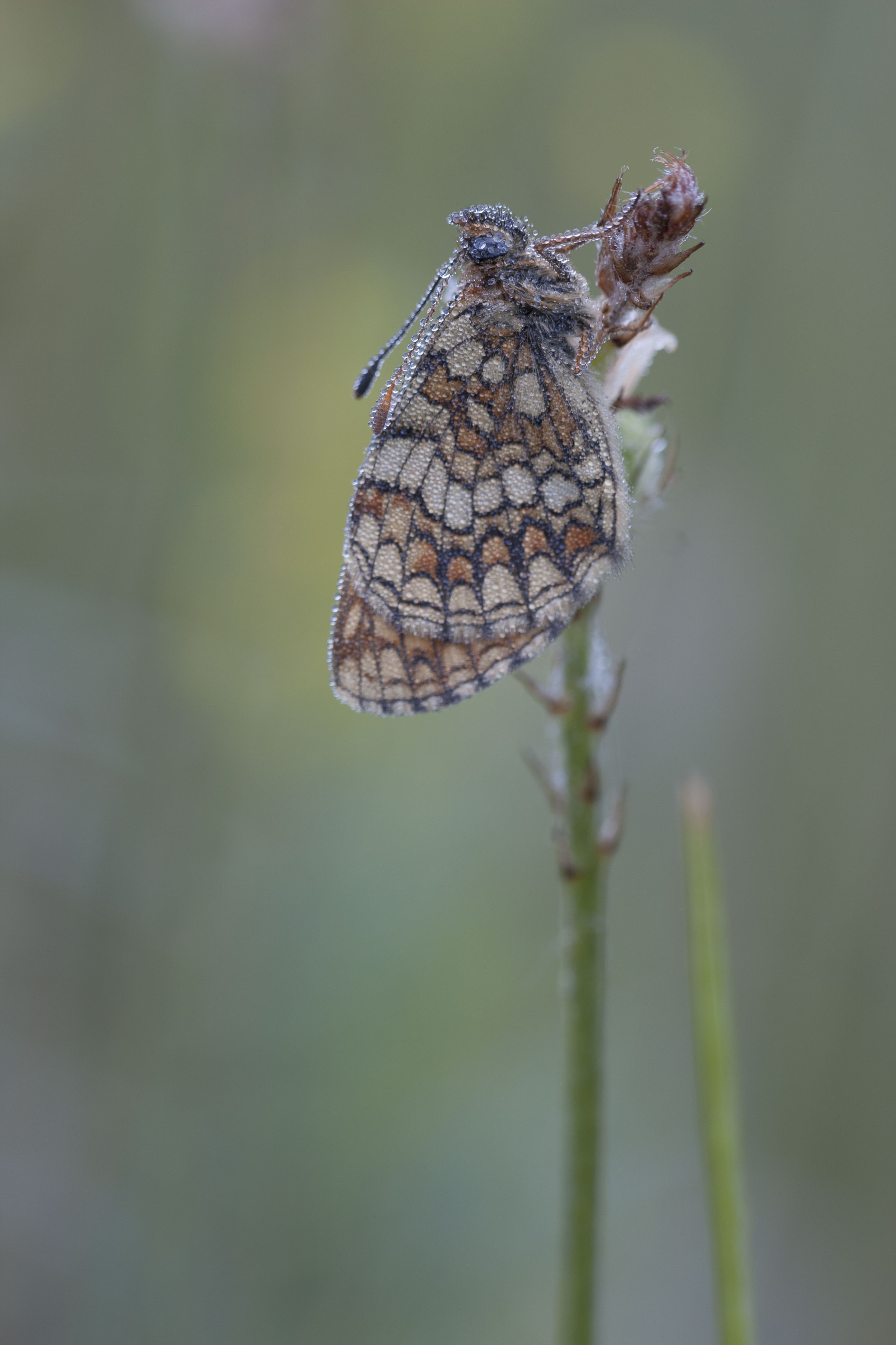 Nickerl's Fritillary  - Melitaea aurelia