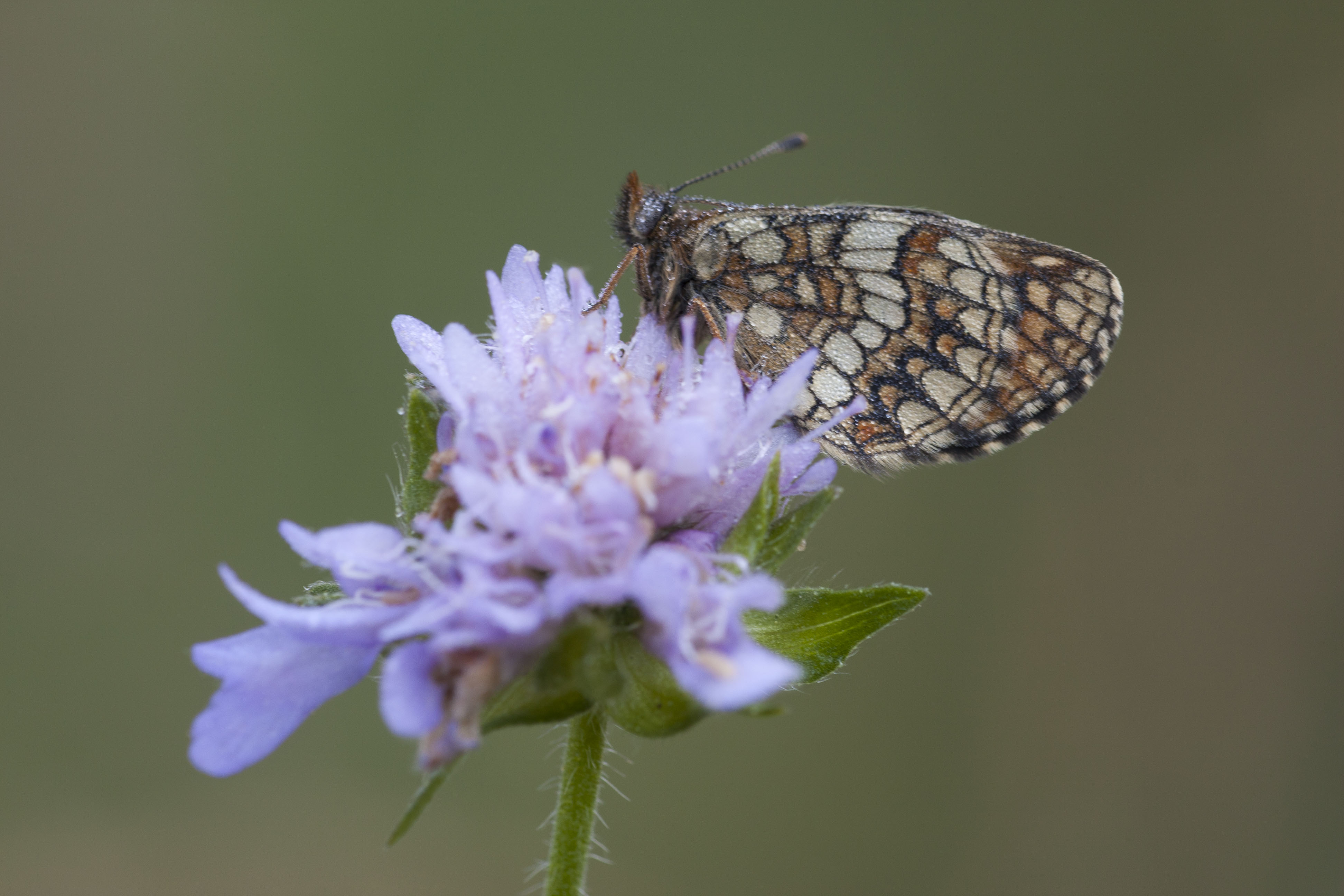 Nickerl's Fritillary  - Melitaea aurelia