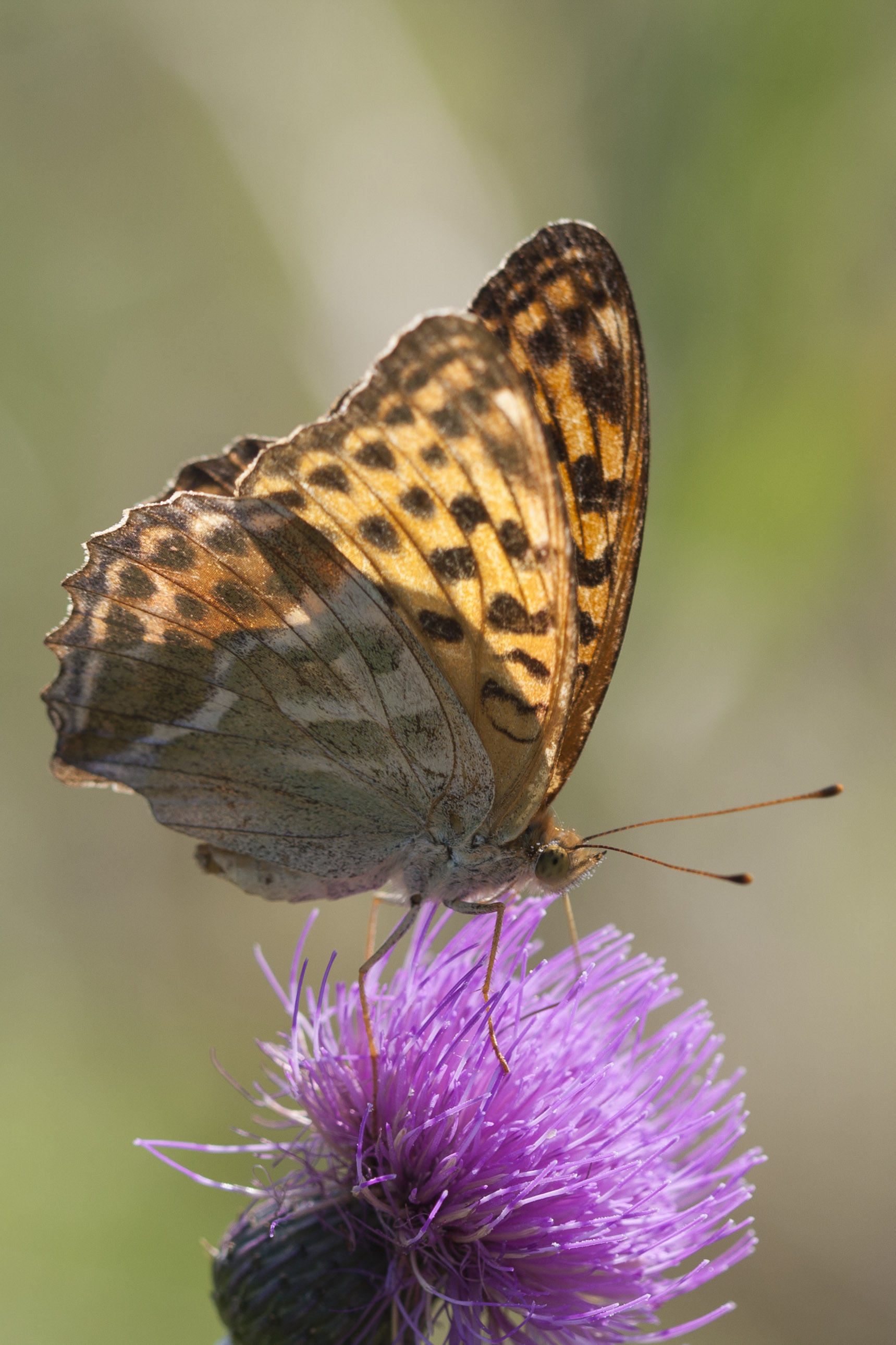 Silver washed  fritillary  - Argynnis paphia