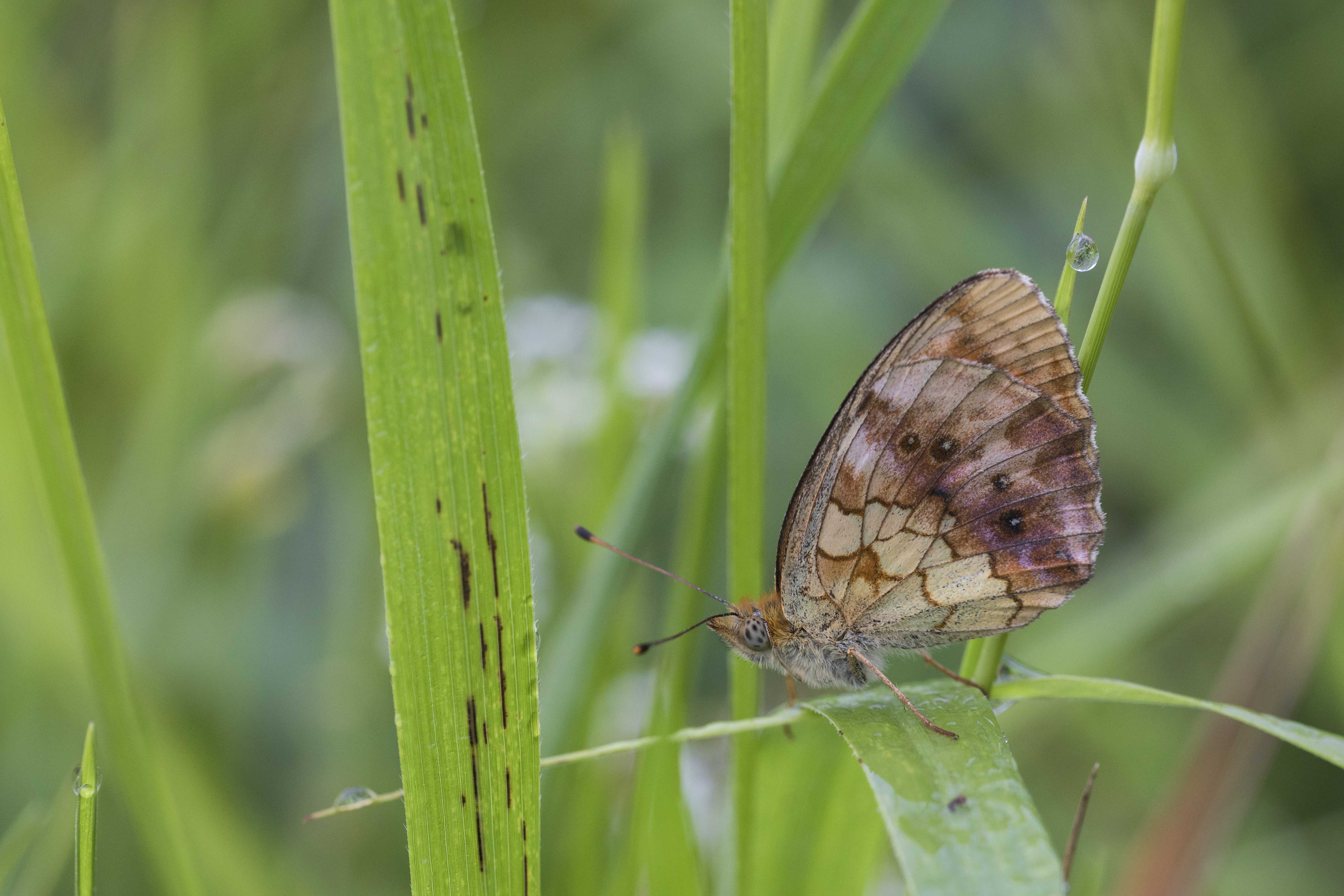 Marbled fritillary  - Brenthis daphne