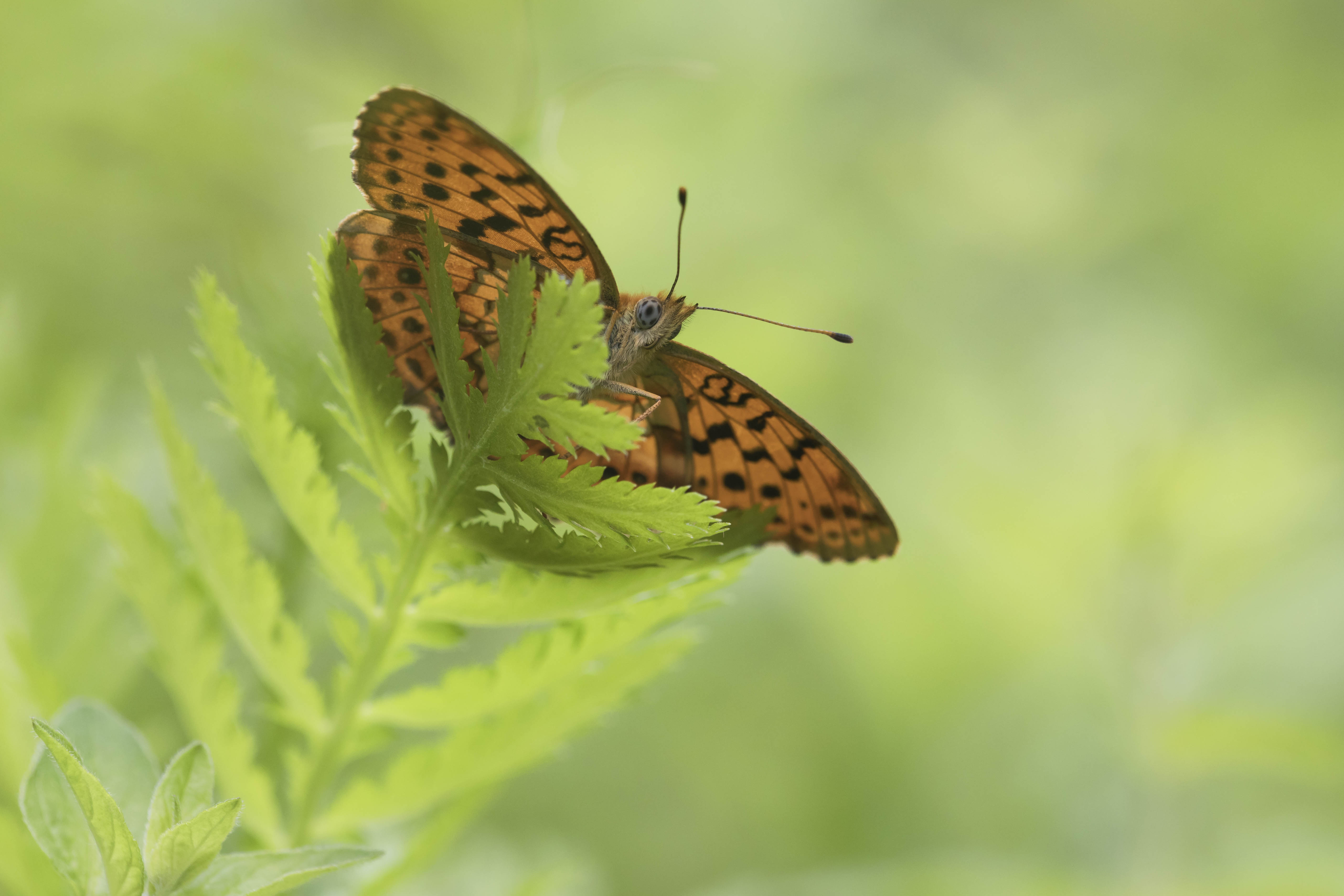 Marbled fritillary  - Brenthis daphne