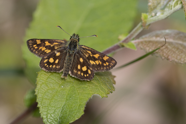 Chequered skipper  - Carterocephalus palaemon