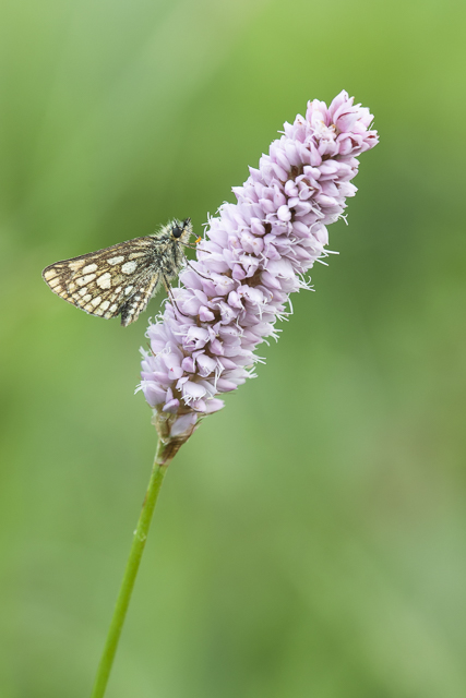 Chequered skipper  - Carterocephalus palaemon