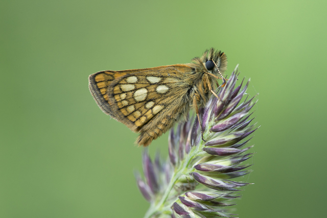 Chequered skipper  - Carterocephalus palaemon