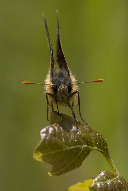 Chequered skipper  - Carterocephalus palaemon