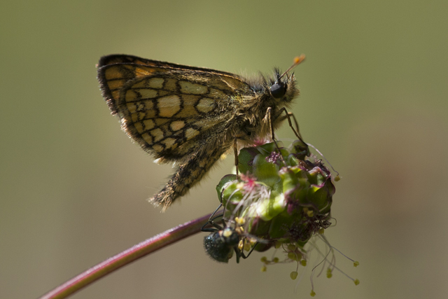 Chequered skipper  - Carterocephalus palaemon