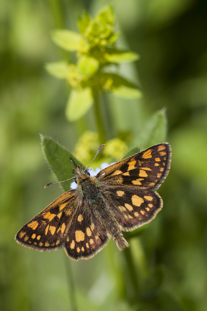 Chequered skipper  - Carterocephalus palaemon