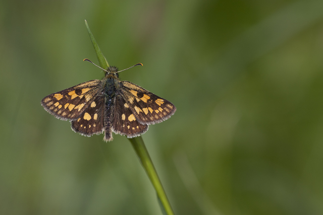 Bont Dikkopje  - Carterocephalus palaemon