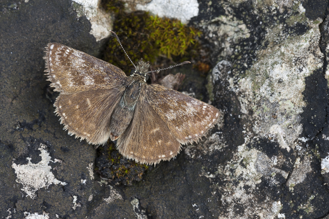  Dingy skipper  - Erynnis tages