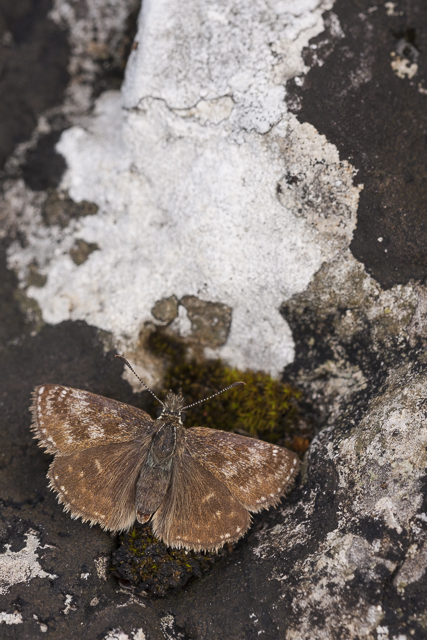  Dingy skipper  - Erynnis tages