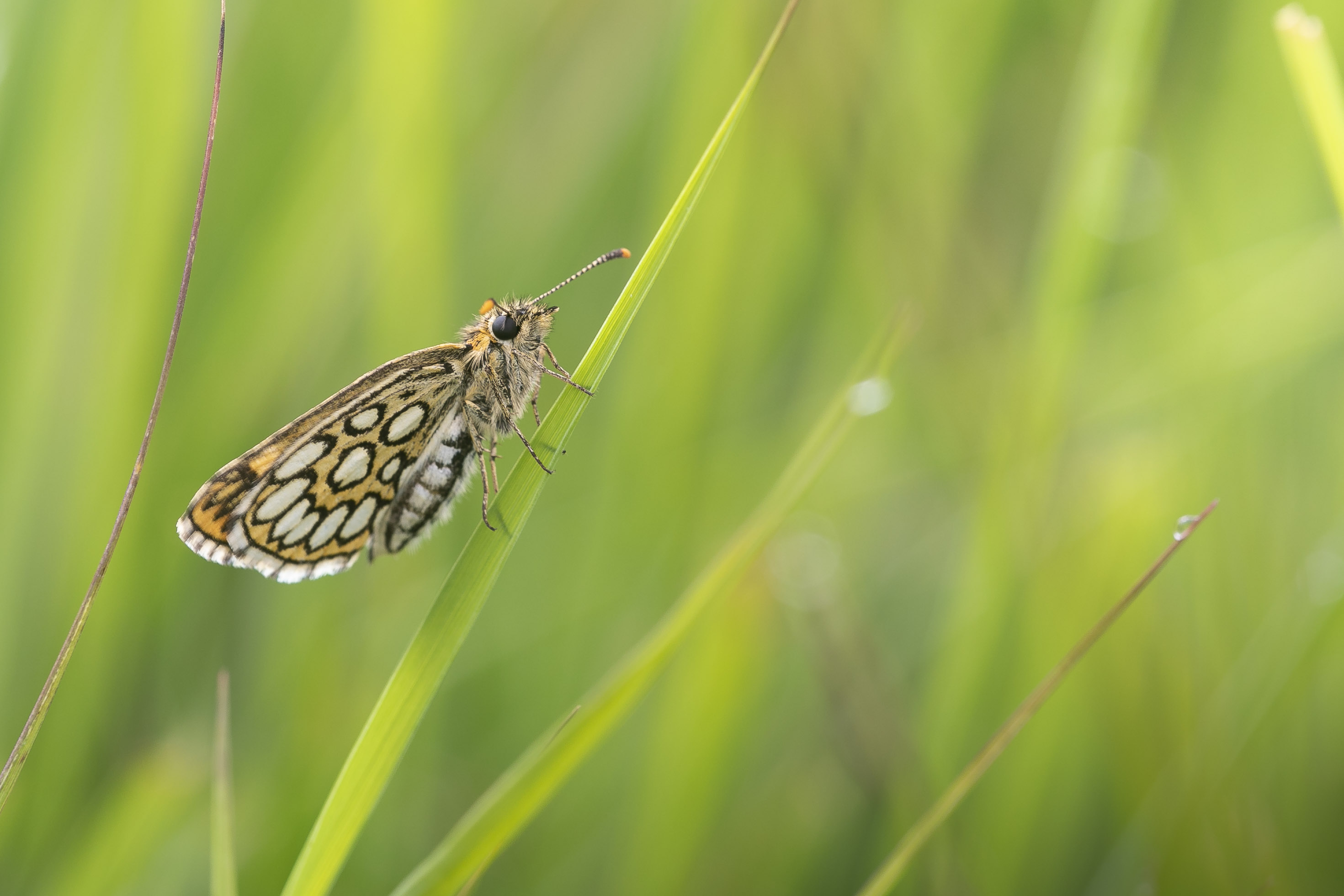 Spiegeldikkopje  - Heteropterus morpheus