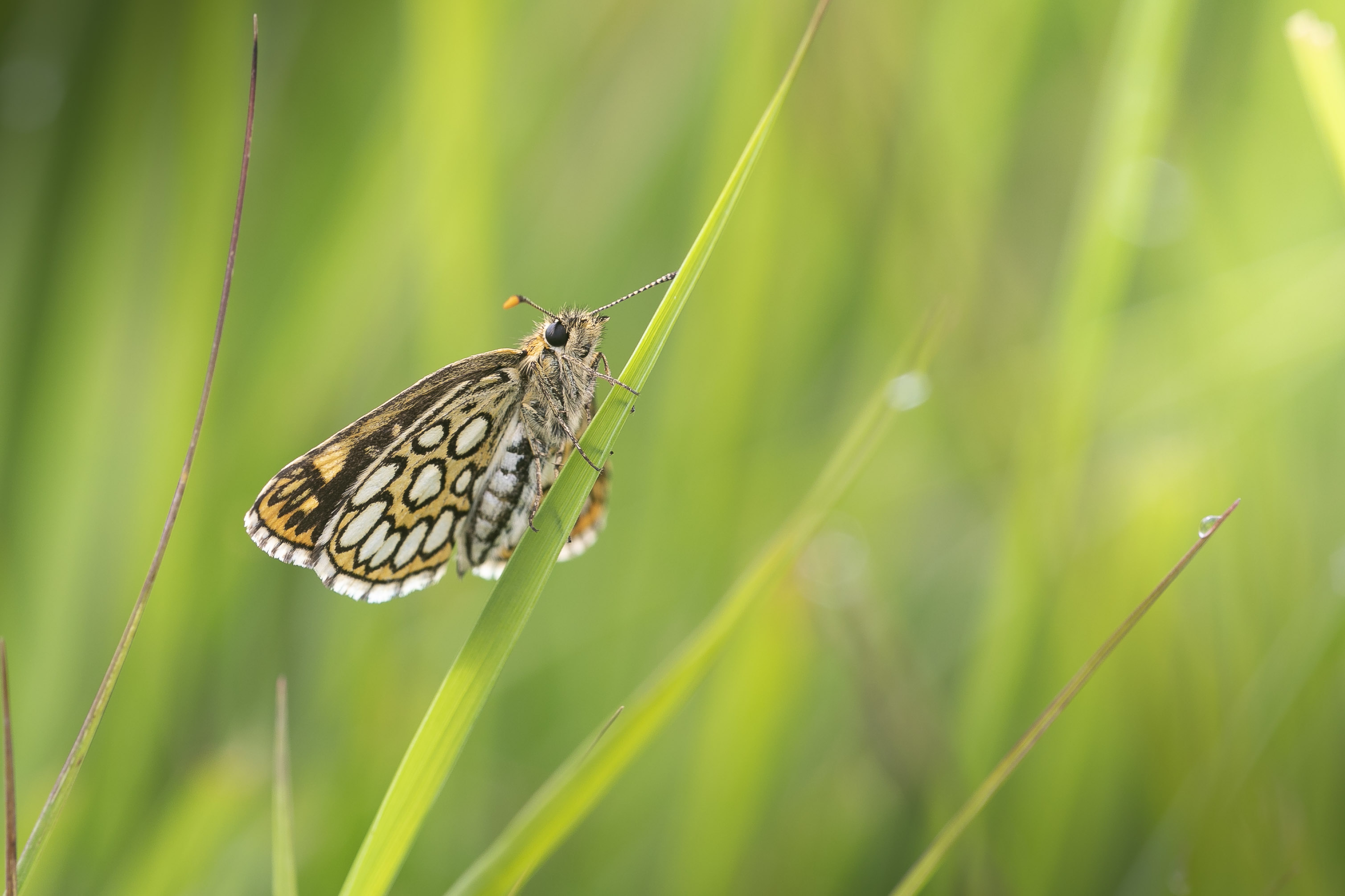 Spiegeldikkopje  - Heteropterus morpheus