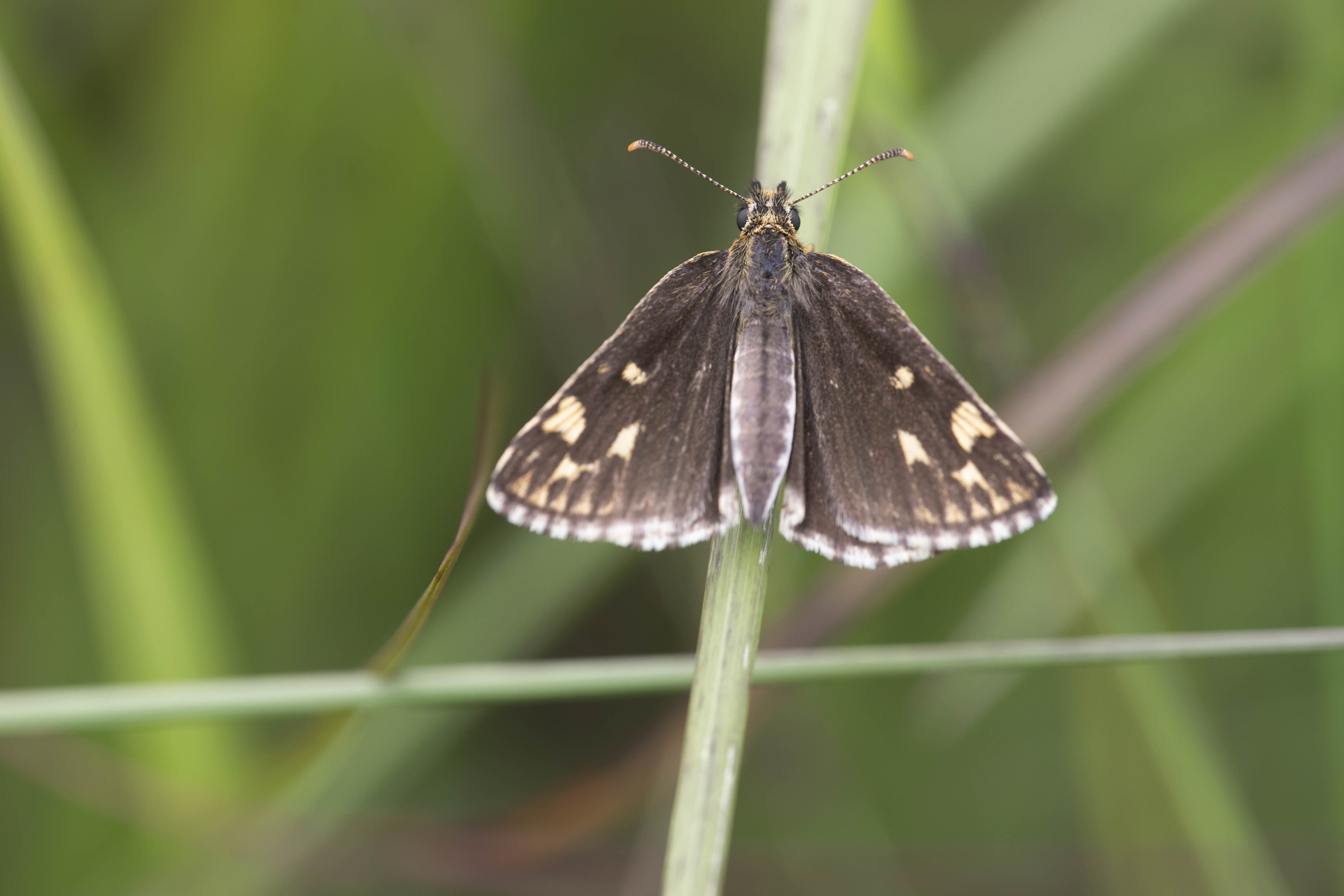 Spiegeldikkopje  - Heteropterus morpheus