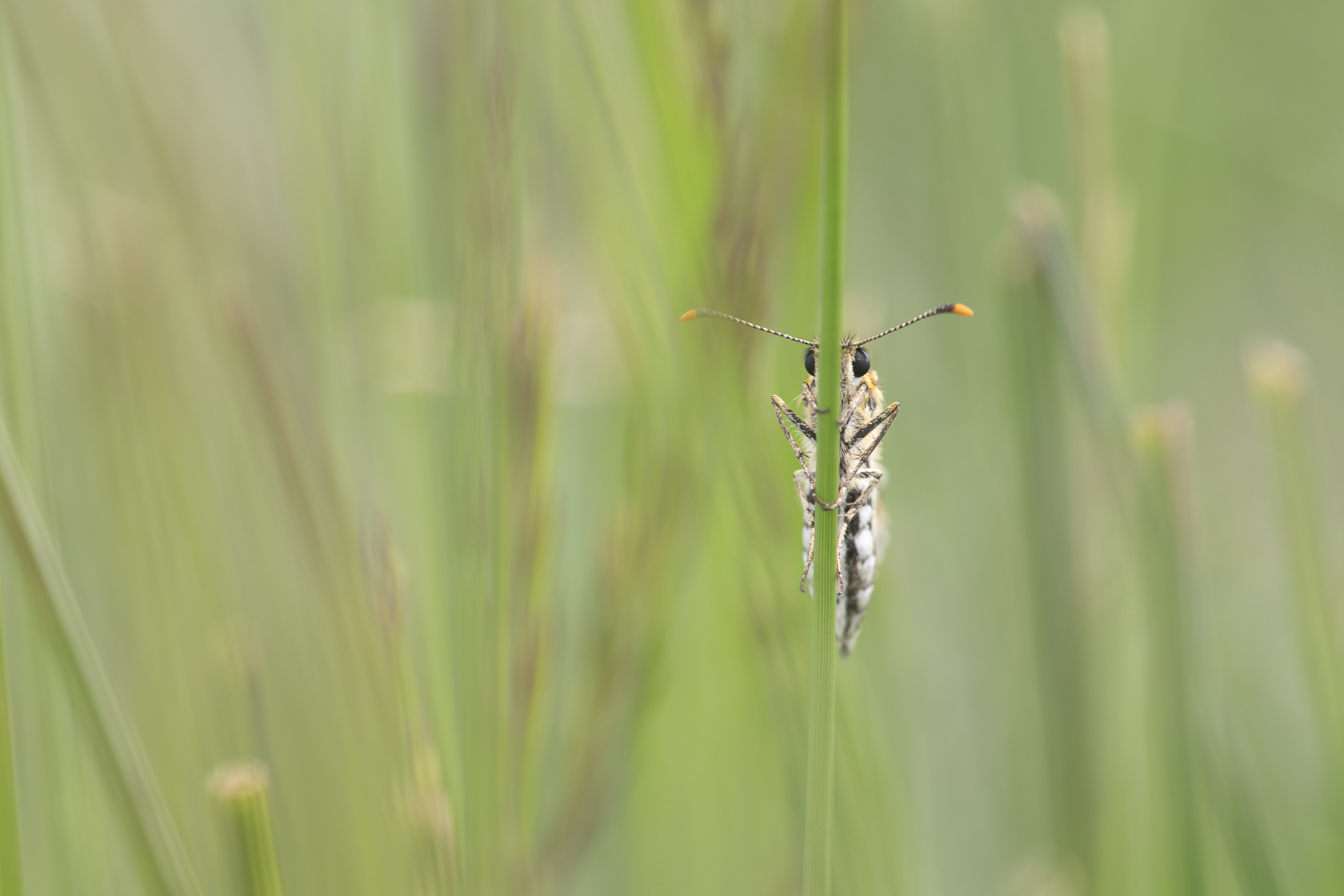 Spiegeldikkopje  (Heteropterus morpheus)