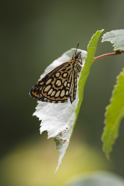 Spiegeldikkopje  - Heteropterus morpheus