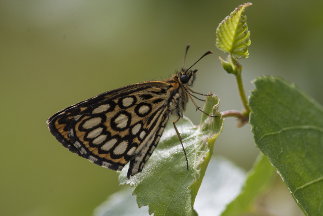 Spiegeldikkopje  - Heteropterus morpheus