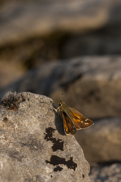 Silver spotted skipper  - Hesperia comma