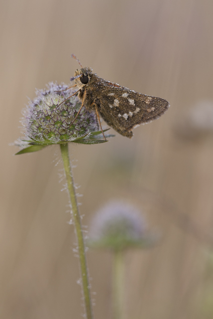 Silver spotted skipper  - Hesperia comma