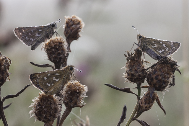 Silver spotted skipper  - Hesperia comma