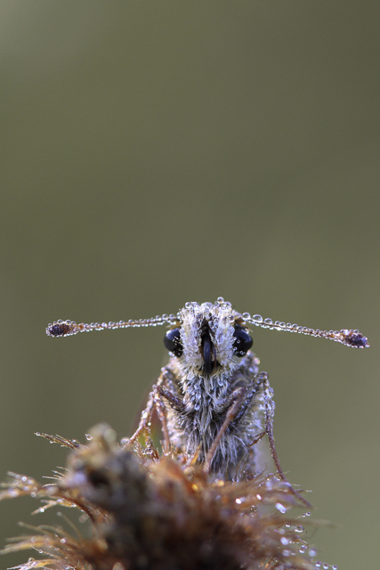 Kommavlinder  - Hesperia comma