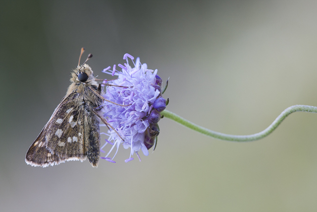 Silver spotted skipper  - Hesperia comma