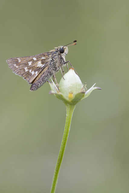 Silver spotted skipper  - Hesperia comma