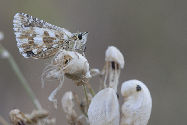 Cinquefoil skipper  - Pyrgus cirsii