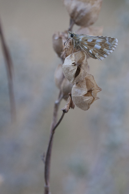 Cinquefoil skipper  - Pyrgus cirsii