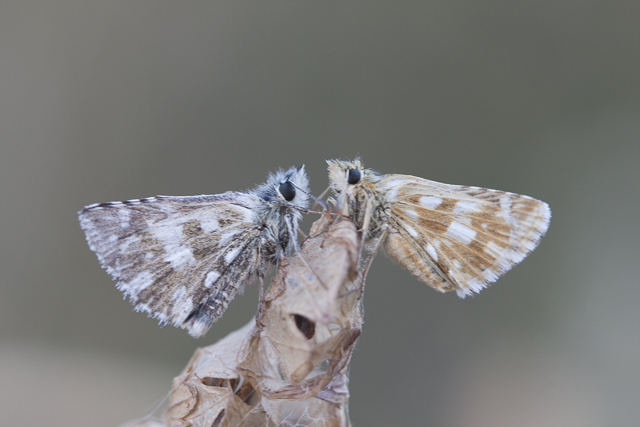 Rood Spikkeldikkopje  - Pyrgus cirsii