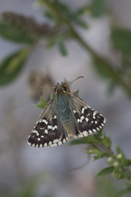 Rood Spikkeldikkopje  - Pyrgus cirsii