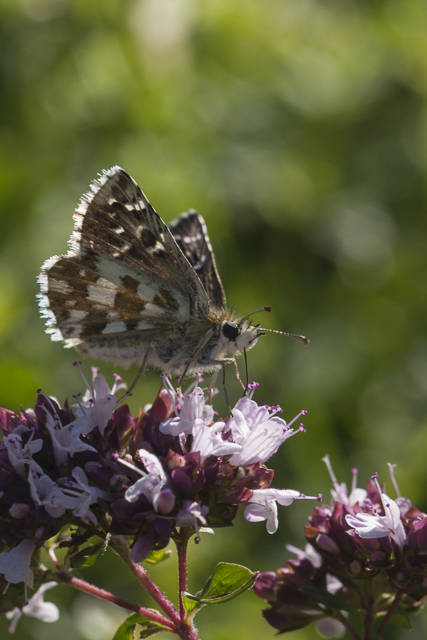 Large grizzled skipper  - Pyrgus alveus