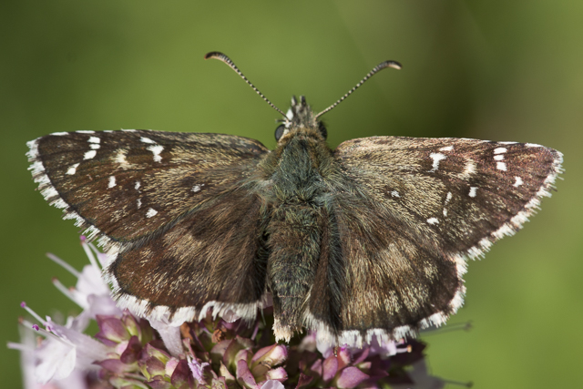 Large grizzled skipper  - Pyrgus alveus