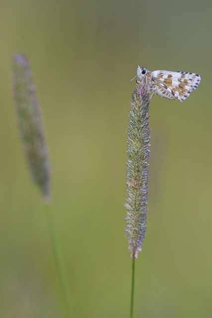 Large grizzled skipper 