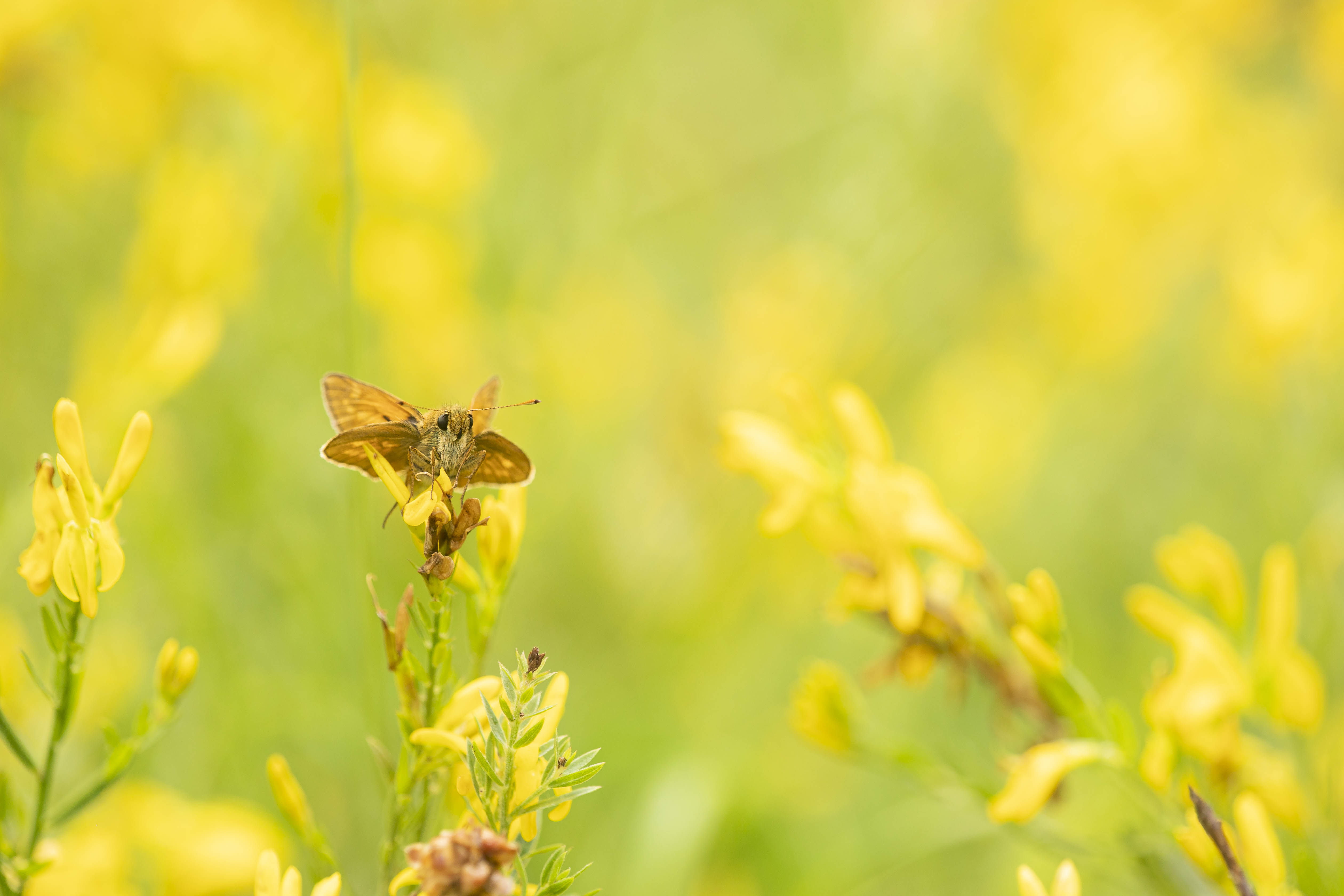 Groot dikkopje (Ochlodes venatus) - 6/2021 - Dourbes (B)