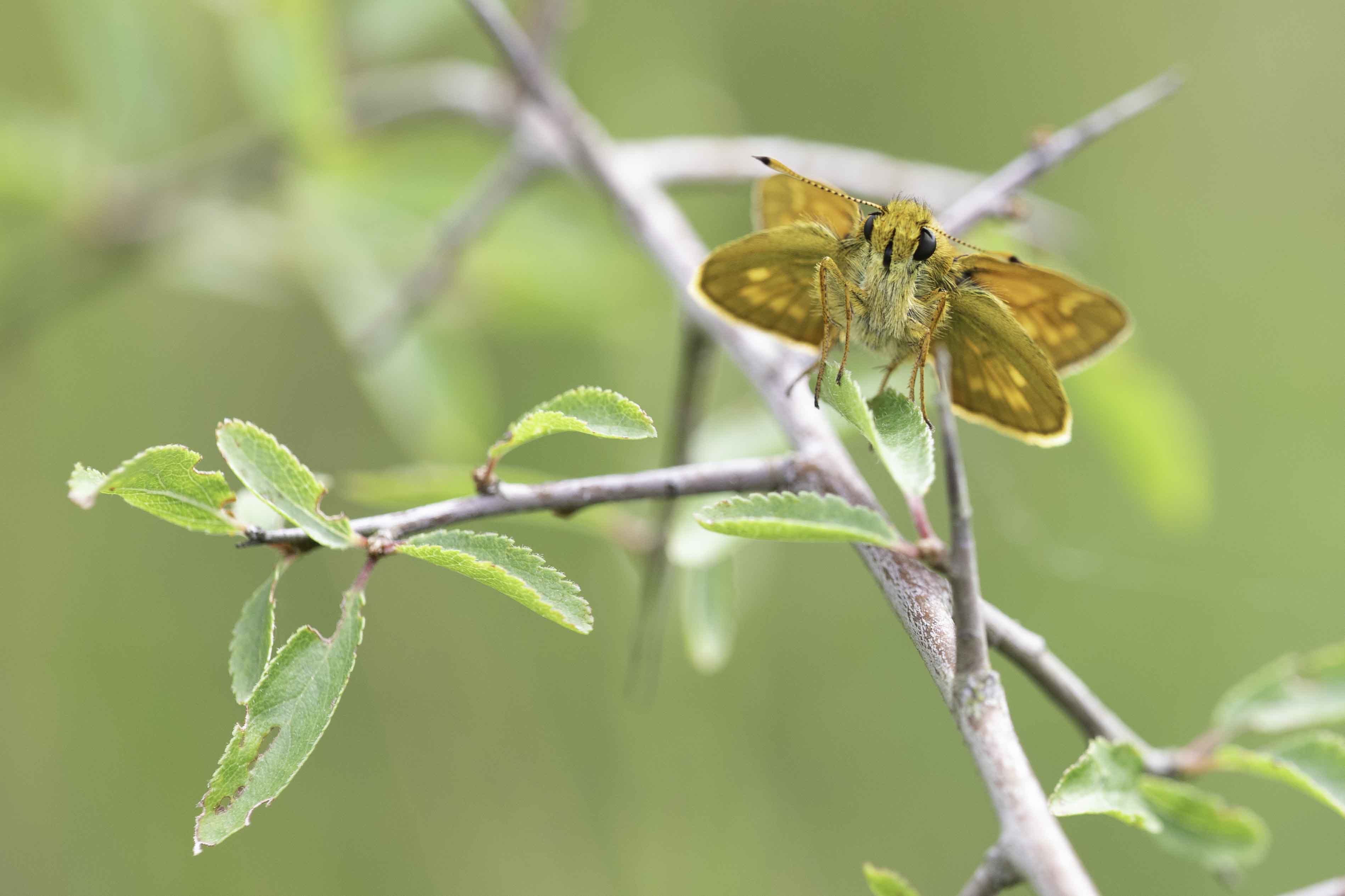 Groot Dikkopje  (Ochlodes venatus)