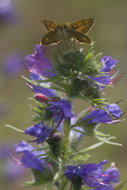 Groot Dikkopje  - Ochlodes venatus