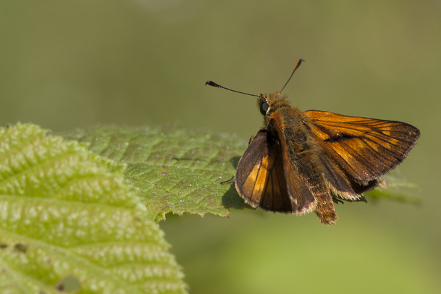 Large skipper  - Ochlodes venatus